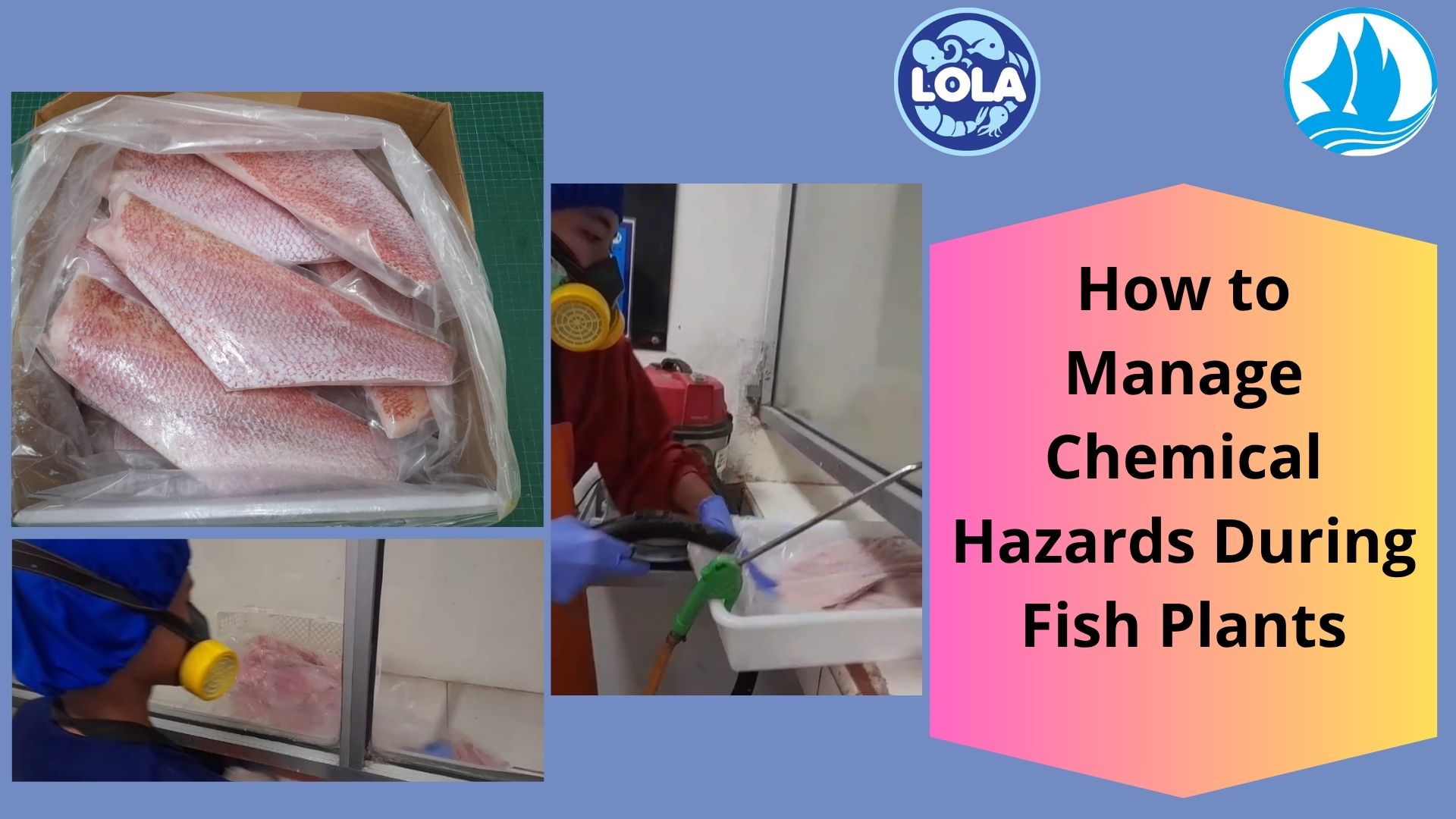  How to Manage Chemical Hazards During Fish Plants
